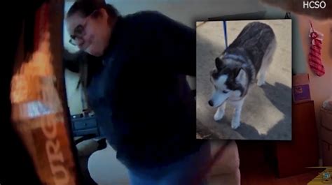 'Disturbing' video catches Florida woman clubbing Husky with mallet, deputies say